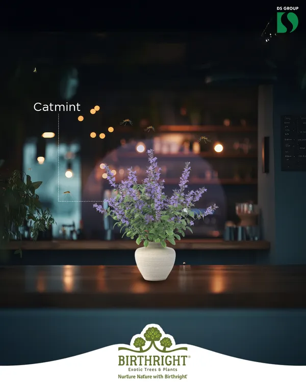 Catmint is a beautiful and fragrant herb that mosquitoes dislike. Placing it in your home or on your balcony is a great natural defense.