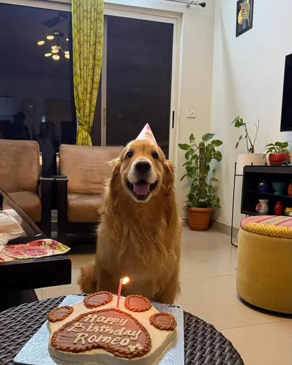 This is what pure birthday joy looks like. We believe every dog deserves a special day, which is why we bake every cake, like Romeo's Pawsome 2.0 cake, with fresh, healthy ingredients like homemade peanut butter and yogurt.