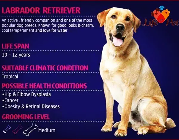 An information card for the Labrador Retriever, a popular and friendly breed. We note their medium grooming level and love for water, ensuring our bath and de-shedding services keep their coat healthy and manageable.