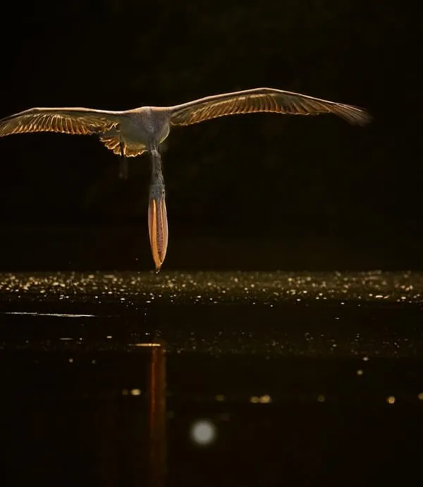 This backlit shot of a spot-billed pelican is a perfect example of using light to create art. The golden rim light outlines its form against the dark background, and its beak pouch creates a stunning reflection, turning a simple flight into a masterpiece.
