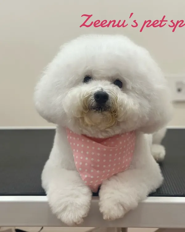 This is Becky, a beautiful Bichon Frise, looking like a perfect cloud after her fluff dry and styling session. I gave her a rounded haircut to accentuate her features and a cute pink bandana to complete her spa day look.