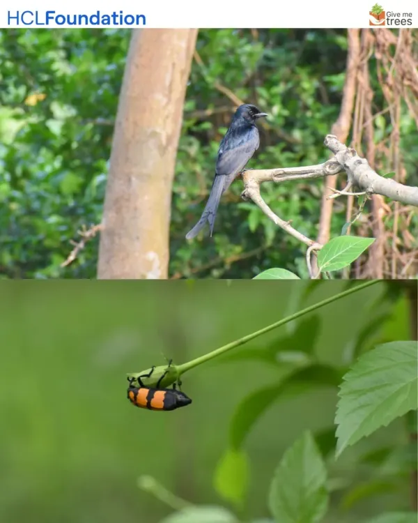 A Black Drongo and a Blister Beetle at our HCL-supported site in Lucknow. Every creature, from birds that control insect populations to beetles that aid in decomposition, plays a part in the ecosystem.