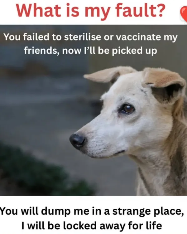 What is my fault? Your system failed to sterilize and vaccinate us, and now I'm the one who will be locked away for life. This is the question every stray dog is asking.
