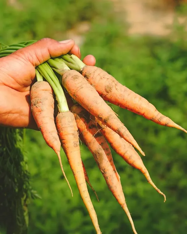 Freshly harvested carrots, pulled straight from the earth at our farm. We believe in the importance of provenance, and there's nothing better than the taste of produce you know has been grown with care and without chemicals.