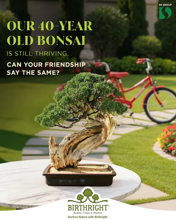 Our 40-year-old bonsai is a testament to endurance and care, much like a long-lasting friendship. These aged trees are perfect gifts to symbolize a bond that has grown stronger over time.