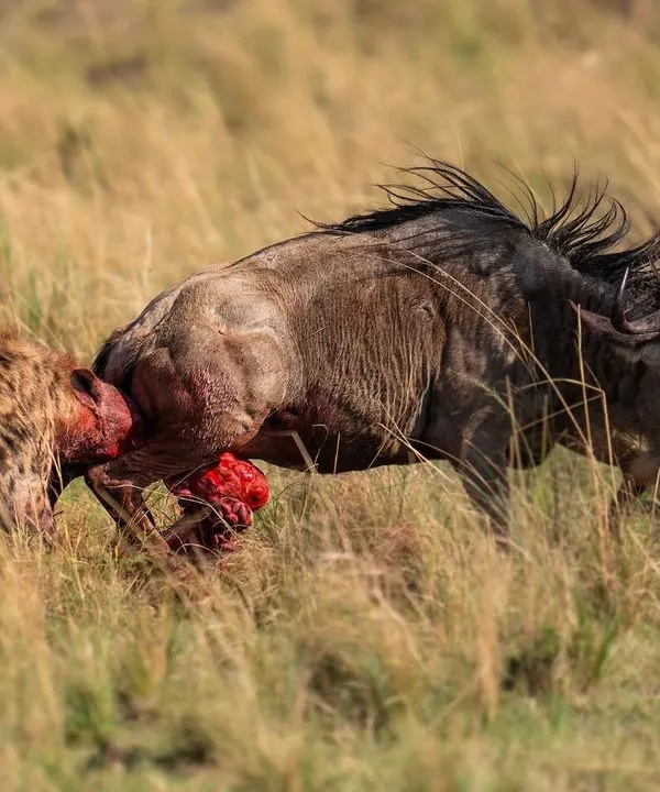 A brutal hunt in the Masai Mara. A lone hyena rips open the belly of a wildebeest while it is still alive. The Great Migration is a season of plenty, but it comes at a great cost.