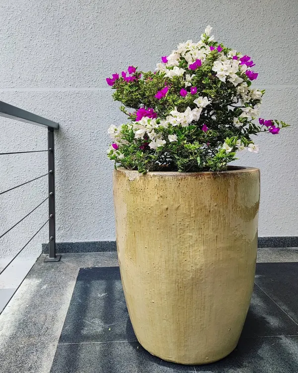 A stunning multi-color bougainvillea plant. These are hardy, love the sun, and provide beautiful color for gardens and balconies.