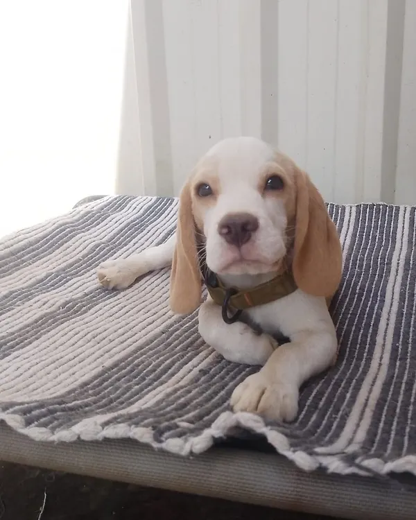 Look at this adorable little Beagle puppy! We provide a safe and nurturing environment for our youngest guests to explore and grow.
