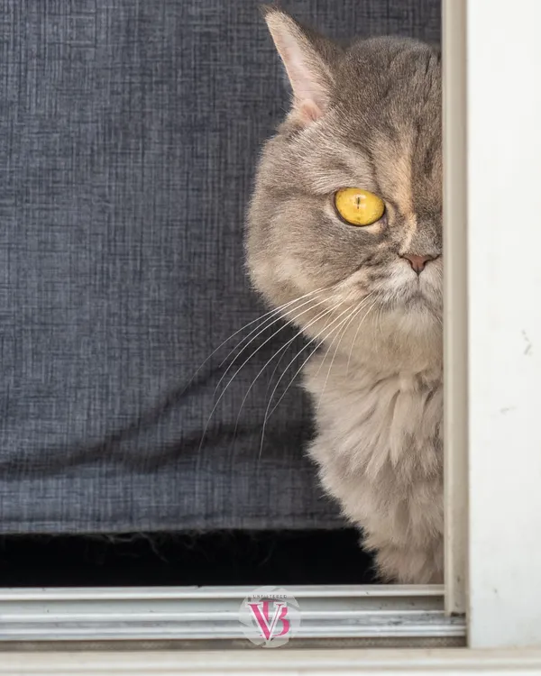 A grumpy-looking but beautiful cat peeking from behind a curtain. Capturing the unique and sometimes sassy personality of cats is always a fun challenge.