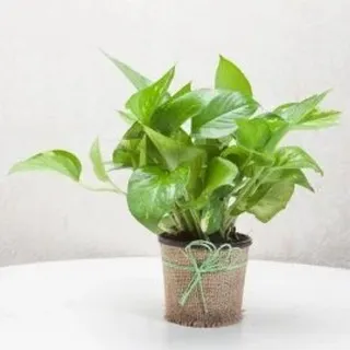 The Money Plant is a favorite for its beautiful leaves and reputation for bringing good luck. This one is presented in a charming jute-wrapped pot, offering a natural and rustic look.