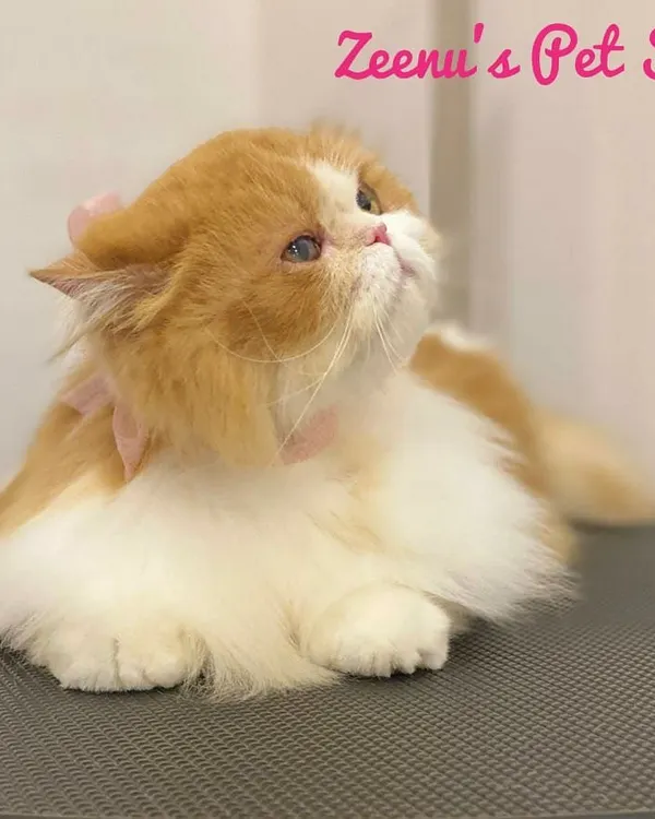 This is why I love my job. Look at this perfectly pampered Persian, looking so angelic after her spa day. Her orange and white coat is completely brushed out and fluffy, and the little pink bows are the perfect finishing touch for this princess.