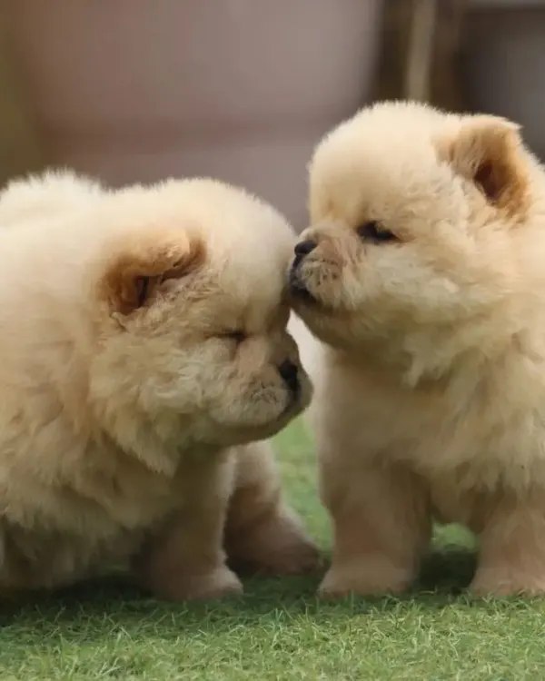 This is what quality looks like. Two of my Chow Chow puppies, showing the thick coat and strong build I breed for. They are healthy, playful, and ready to become a loving part of a new family.