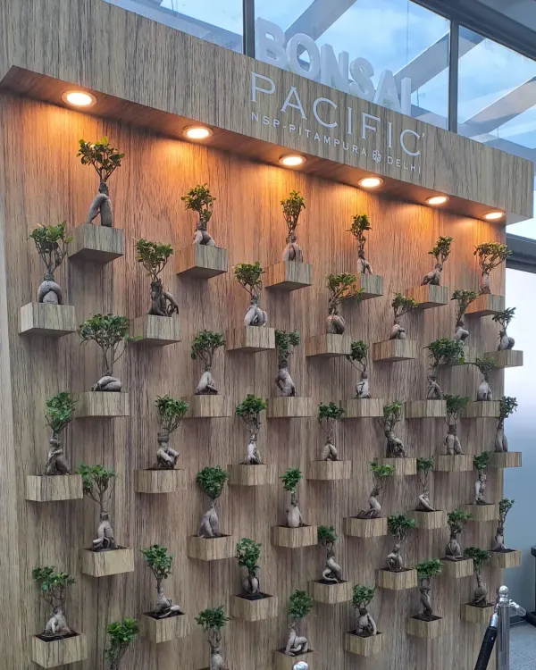 Our completed Ginseng Ficus Bonsai wall at Pacific Mall, NSP Delhi. This custom-built, backlit feature wall acts as a living art installation, creating a high-end, sophisticated atmosphere for shoppers.