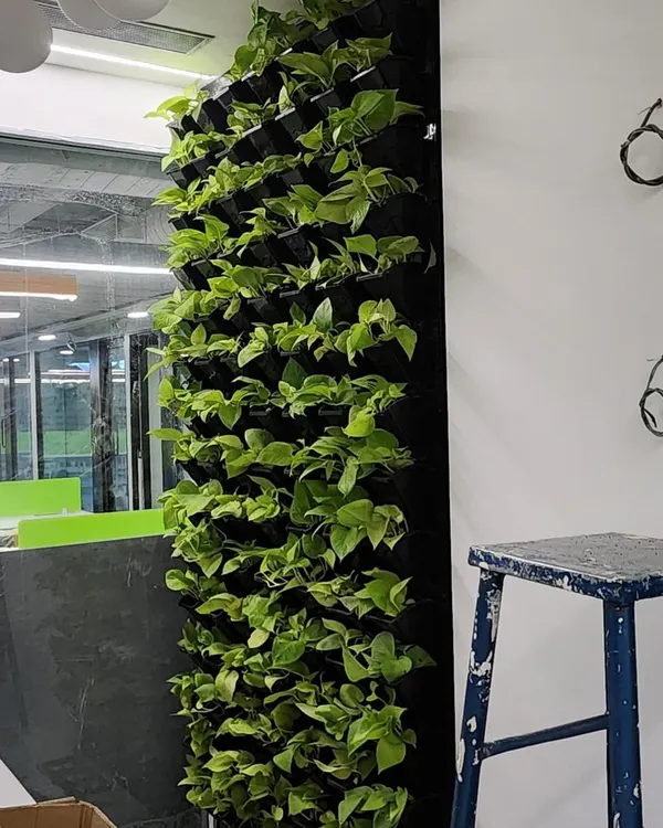 A side view of a vertical garden panel being installed in a Bangalore office. We use modular systems that allow us to create living walls of any size, filled with easy care plants like pothos that thrive indoors.