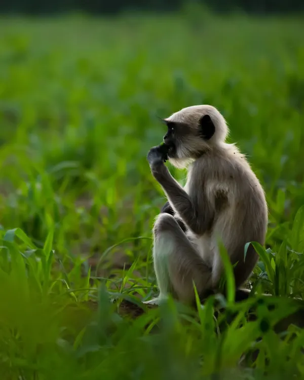 A juvenile Hanuman Langur sitting peacefully in a field of green. This was one of my favourite portraits of 2024, a year filled with beautiful sightings.