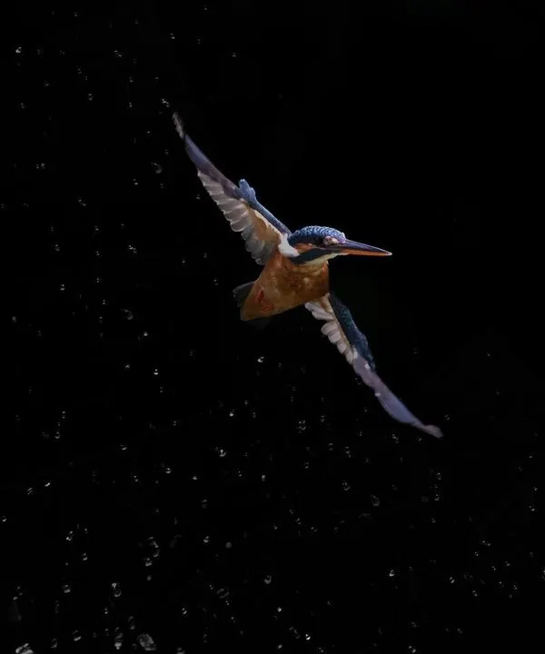 Photographing a kingfisher dive was high on my list. After many failed attempts, I finally captured this female Common Kingfisher retreating from the water after a failed hunt, with the splash frozen in time against the dark background.