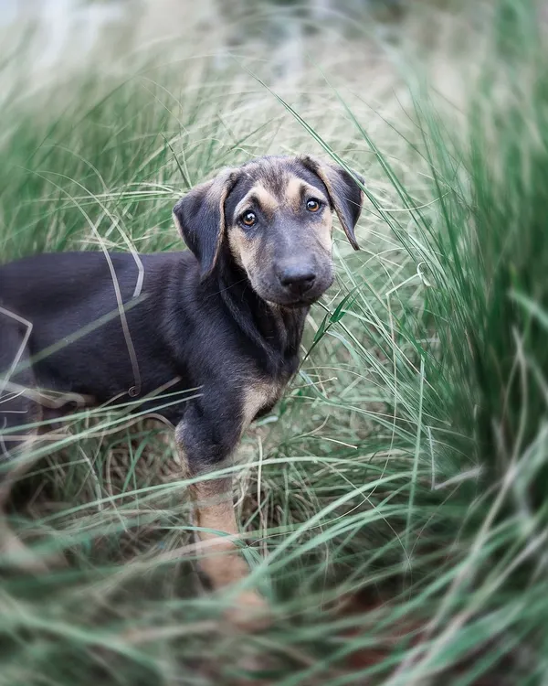 A shy indie puppy peeking through tall grass during his adoption photoshoot. I find that letting nervous animals use their environment to feel safe allows their true, gentle nature to emerge, resulting in a much more honest and appealing portrait.