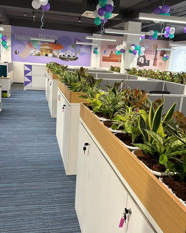 A wide view of the indoor planters we installed at the Adani Wilmar office in Delhi. The planters are integrated into the tops of the cubicle dividers, adding greenery without taking up any office space.