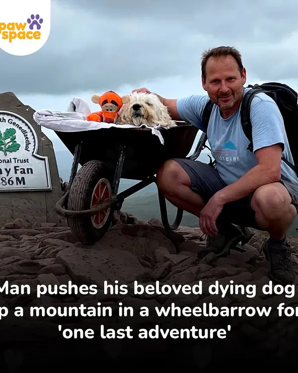 This story touched our hearts. A man ensures his beloved dying dog gets to experience one last adventure, showing the incredible lengths we go to for our companions.