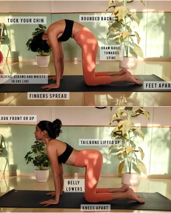Here is a guide to the alignment of Marjaryasana and Bitilasana, or Cat-Cow pose. This gentle flow is a perfect warm-up, bringing flexibility to the spine and connecting breath to movement. Notice the key actions like tucking the chin and lifting the tailbone.