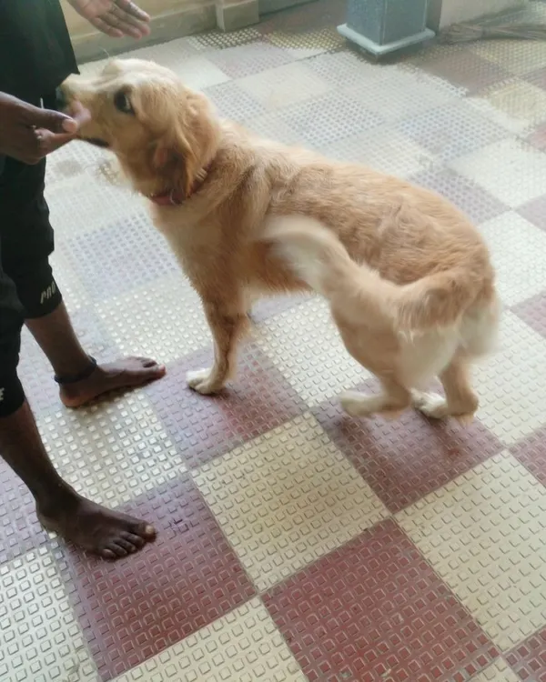 Interacting with a friendly Golden Retriever during a home visit. It's important for me to make friends with your pet first.