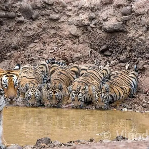 This was a day I will never forget, 28th February 2015. After retiring from civil service, I finally had the freedom to pursue my passion fully. On a short notice trip to Tadoba, I was blessed with the sight of this tigress and her family of tiny cubs at a waterhole. It is moments like these, witnessing the tender side of our national animal, that I bring to life in my stories.