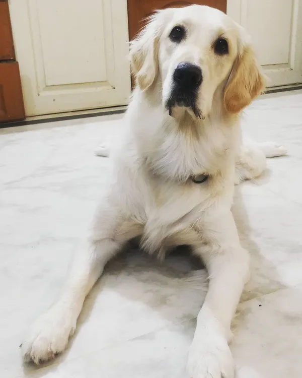 Young Snowy the Golden Retriever was very afraid of other dogs when she first arrived. After a few days of watching the others play, she realized she was missing out and started to join in. We helped her learn to socialize and set her boundaries, which is so important for a young dog.