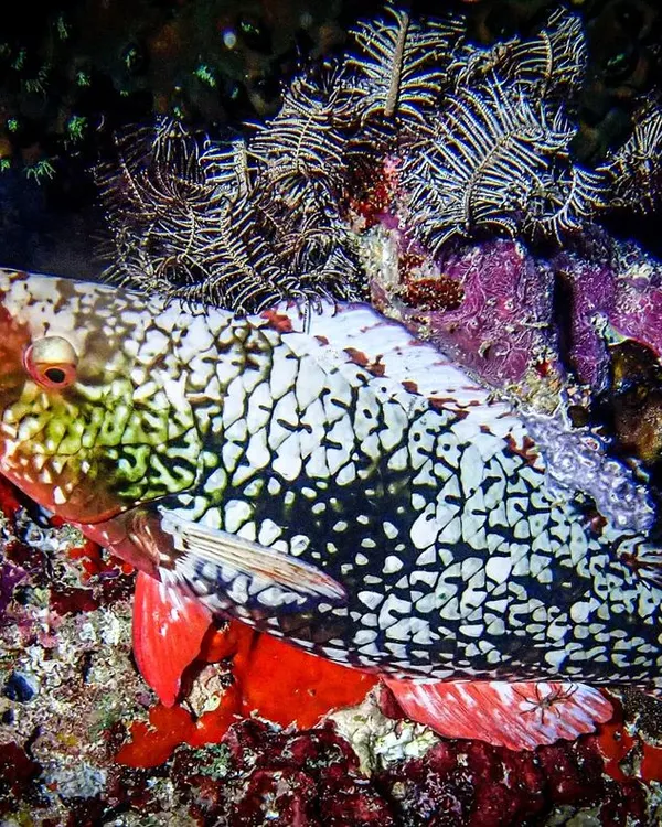 A highlight of our night dive at Maya Thila. This parrotfish is sleeping soundly inside a protective cocoon it creates from its own mucus. It's a fascinating behavior to witness firsthand.