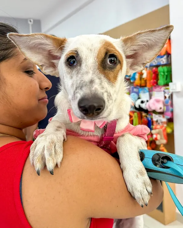 Look at this precious face. This is Chia, a sweet girl with the most expressive ears, hoping to find her person. She is gentle and a little shy at first, but warms up to become the most loving companion.