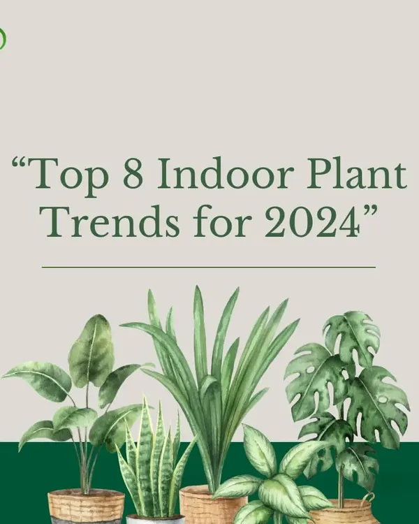 I keep up with the latest trends to bring you the best in plant design. Here's a look at the top indoor plant trends that are shaping green interiors this year.