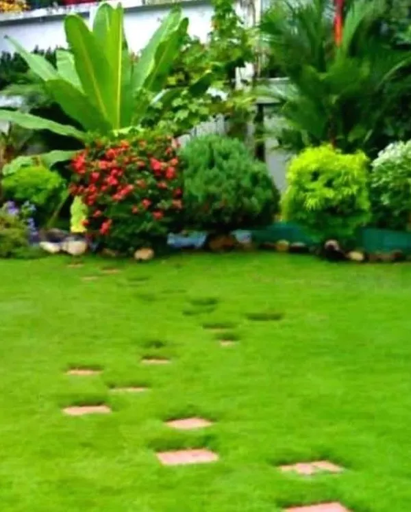 A vibrant, healthy lawn is the heart of a beautiful garden. Here, we've installed a lush green lawn complemented by stepping stones and a border of tropical plants and flowering shrubs, creating a classic, inviting backyard.