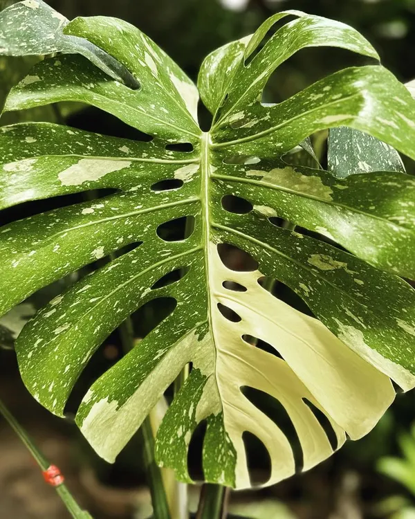 The highly coveted Monstera Thai Constellation. I source healthy, well-established plants with stunning variegation, ensuring you get a premium specimen that will become the crown jewel of your collection.