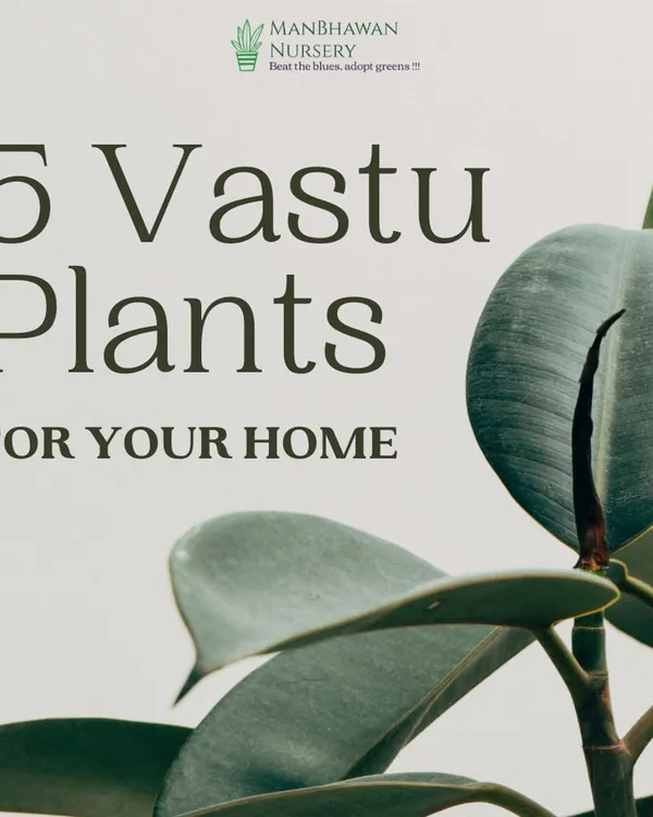 According to Vastu Shastra, certain plants can bring joy, good energy, money, and peace into your home. I've put together a list of 5 powerful Vastu plants to help you create a harmonious living space.