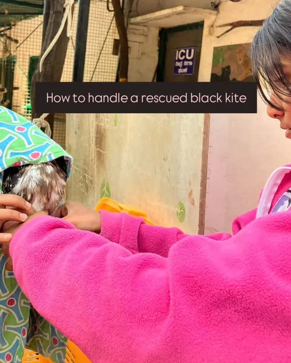 A child learns the correct and safe way to handle a rescued black kite under expert supervision. This direct interaction teaches respect for wild animals and the importance of proper care.