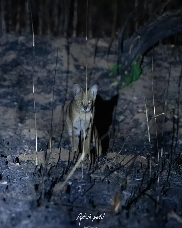 A Jungle Cat photographed during a night safari. Learning to shoot in low-light conditions is a key skill for any wildlife photographer, and I provide hands-on guidance on using flashes and adjusting ISO for clean shots.