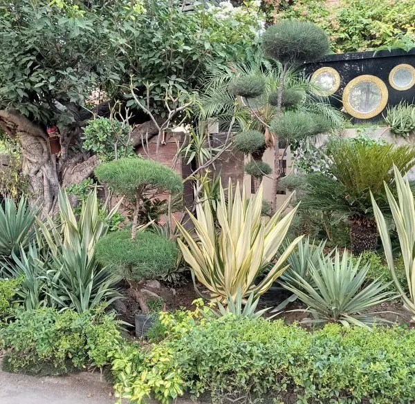 A showcase of expert plant sculpting and arrangement. This garden bed in Noida features a mix of topiary shrubs, variegated yucca plants, and cycads to create a rich tapestry of shapes and textures.