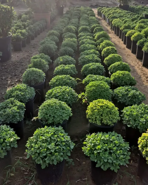 Winter flowering plants are here. This image shows endless rows of beautifully shaped Chrysanthemums, ready to brighten up your garden.