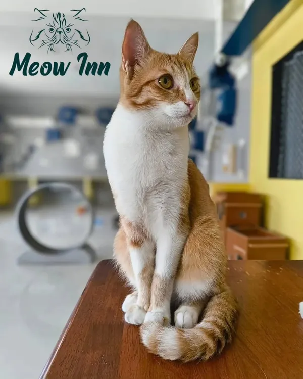 This handsome ginger and white cat strikes a regal pose. He looks perfectly calm and content, a testament to the stress-free atmosphere I work hard to maintain.