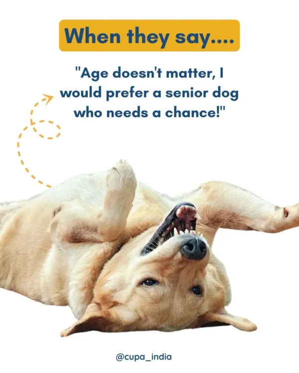 When someone says, "Age doesn't matter, I would prefer a senior dog who needs a chance!" This is the reaction of pure joy from our oldies.