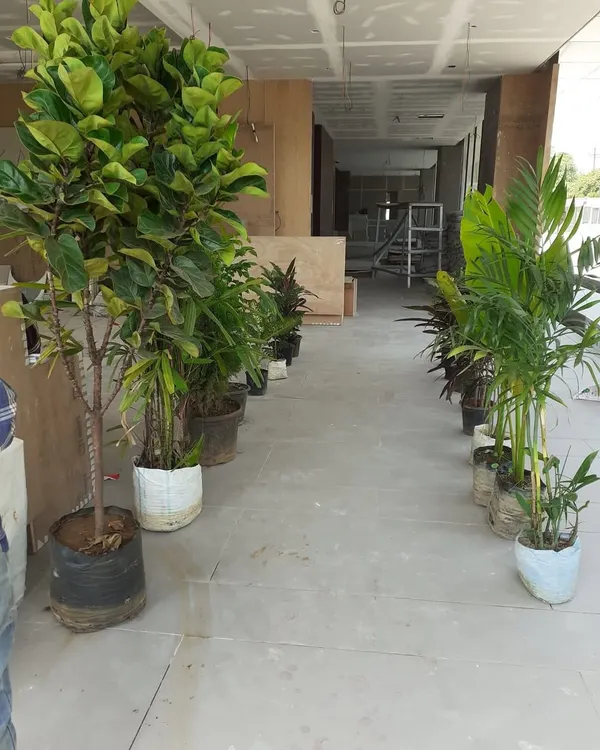 A selection of large indoor plants, including Fiddle Leaf Fig and Areca Palm, ready for a client meeting. We supply mature plants for immediate impact in office spaces or homes.
