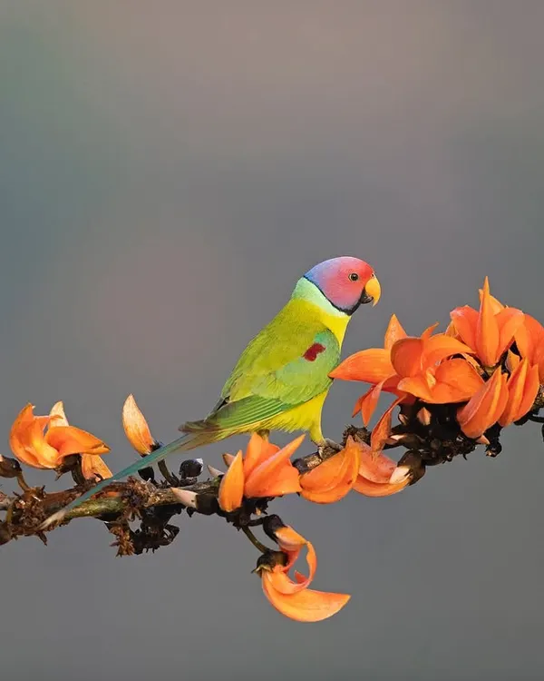 A male Plum-headed Parakeet perched among the 'Flame of the Forest' flowers. The complementary colors of the bird and its perch make for a stunning composition.