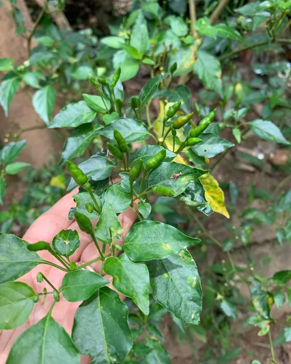 This is the Parangi-molu, or Bird's Eye Chili, growing wild on our estate in Coorg. This fiery little chili is a key ingredient in many of our dishes, providing a clean, sharp heat that is distinctly Coorgi.