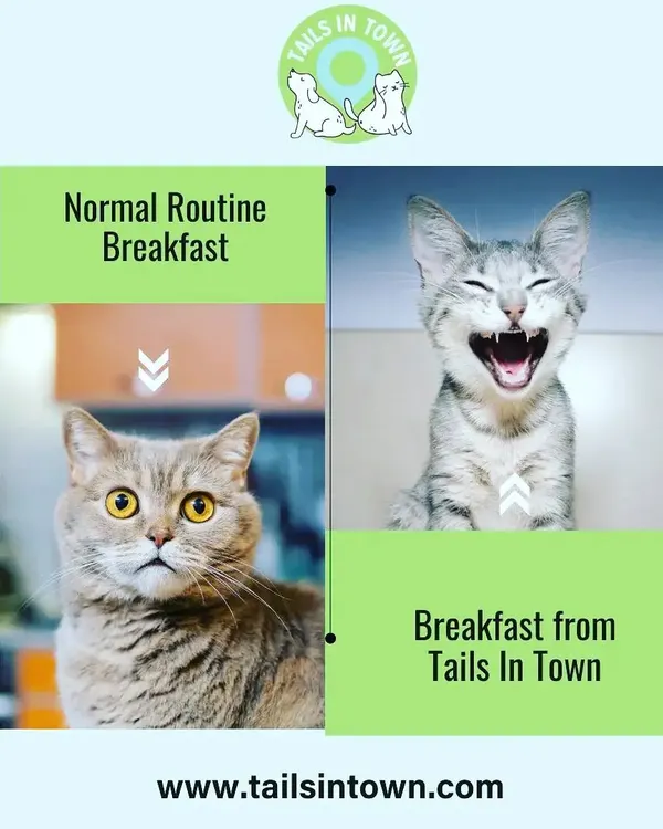The difference a great breakfast makes. Our selection of nutritious cat food is designed to turn any morning into a happy one. Give your feline friend a meal they will truly love.