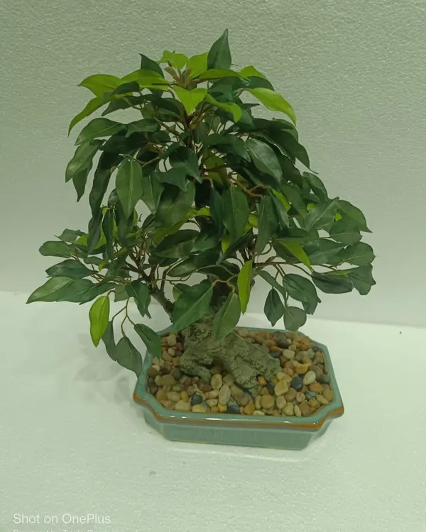 A classic artificial ficus bonsai tree in a traditional ceramic pot with a pebble base. Perfect for adding a touch of zen to a desk or tabletop.