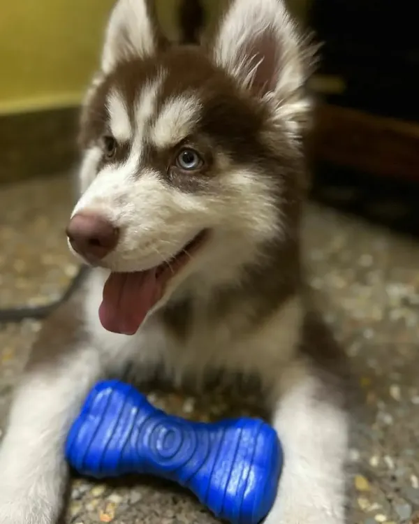 This energetic Siberian Husky puppy, Ghost, had a wonderful time playing with the toys I have for my guests. I ensure every dog, no matter the breed, has plenty of stimulation and fun activities.