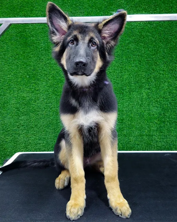 This German Shepherd puppy is all ears and looking sharp after his first groom. I provide thorough brushing and bathing to manage their thick coats and keep them looking their absolute best.
