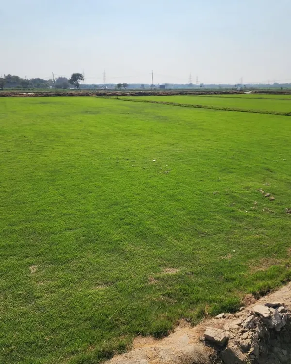 A wide view of our expansive grass farms, where we cultivate acres of healthy, natural turf. This is the starting point for the premium lawns we deliver to projects nationwide.