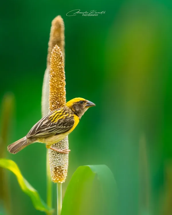 A male Baya Weaver in its bright yellow breeding plumage, clinging to a stalk of pearl millet. The composition is simple and clean, focusing on the bird's form and colour.