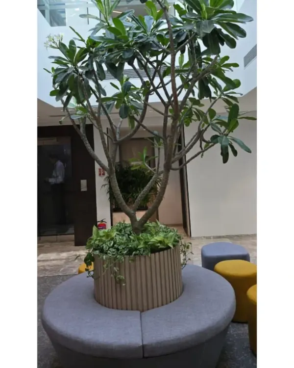 A central feature tree with integrated circular seating creates a natural gathering spot in this office atrium. This large-scale indoor plant installation acts as a living sculpture, enhancing the entire common area.