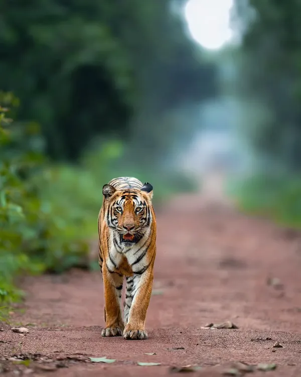 A head-on look from Choti Madhu in Tadoba. There's nothing quite like the feeling of a tiger walking straight towards you. It's a lesson in holding your nerve and your focus.